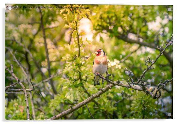 Goldfinch in the trees Acrylic by Derrick Fox Lomax