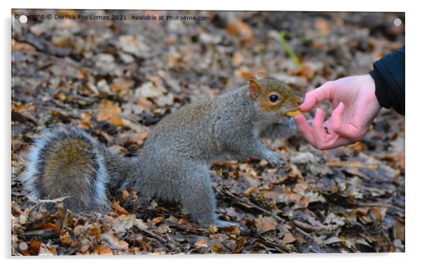 The Grey squirrel Acrylic by Derrick Fox Lomax