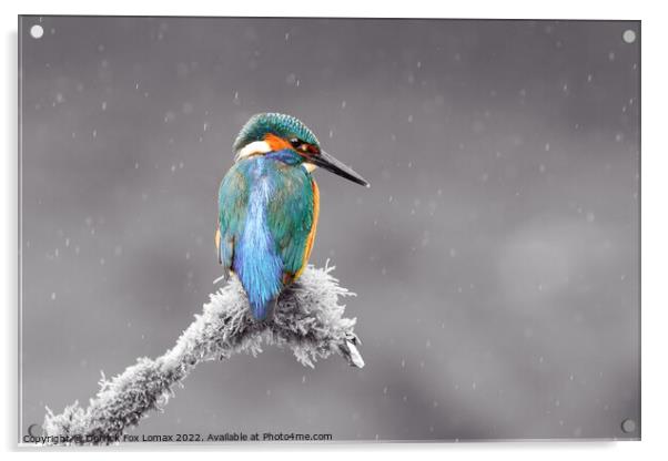 Kingfisher Acrylic by Derrick Fox Lomax