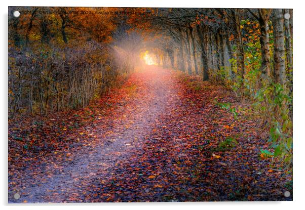 autumn woodland Acrylic by Derrick Fox Lomax