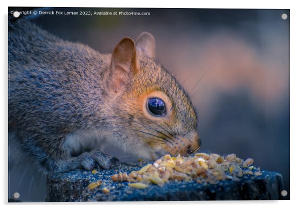 Cheeky Grey Squirrel's Birdseed Feast Acrylic by Derrick Fox Lomax