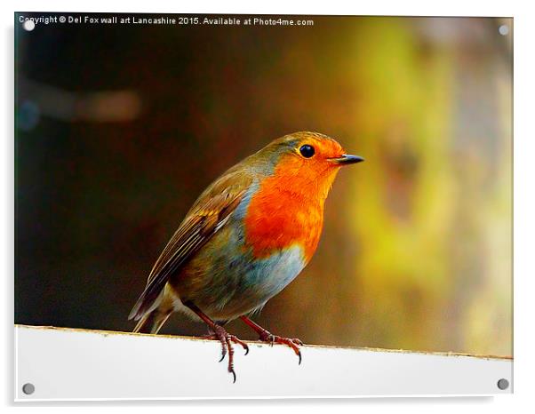  Robin redbreast Acrylic by Derrick Fox Lomax
