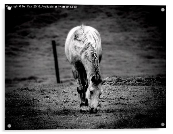  lone horse Acrylic by Derrick Fox Lomax