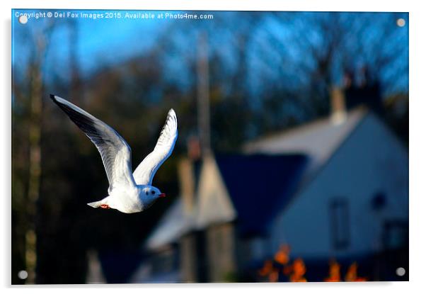  herring gull Acrylic by Derrick Fox Lomax