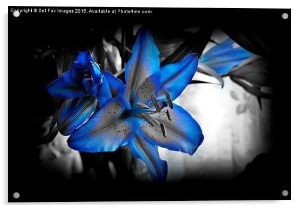  variegated lilly flower Acrylic by Derrick Fox Lomax