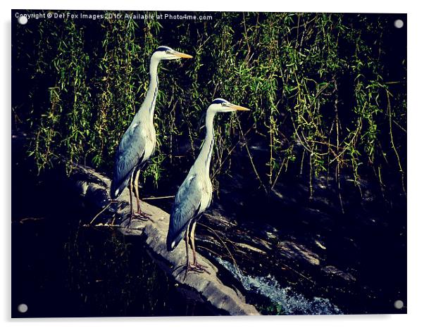   grey Herons on the river Acrylic by Derrick Fox Lomax