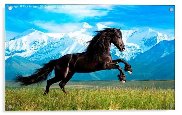  Black stallion Acrylic by Derrick Fox Lomax