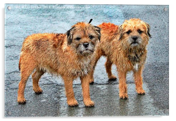 Border terrier dogs Acrylic by Derrick Fox Lomax