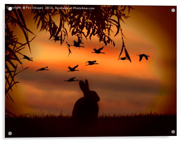 Sunset rabbit Acrylic by Derrick Fox Lomax