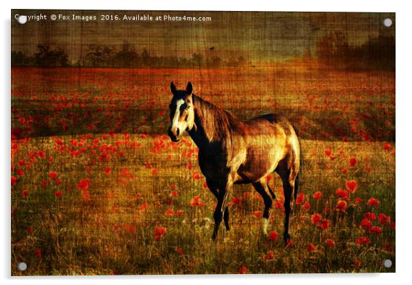  A lone horse Acrylic by Derrick Fox Lomax