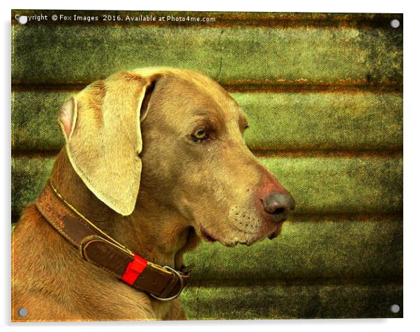  Weimaraner Dog Acrylic by Derrick Fox Lomax