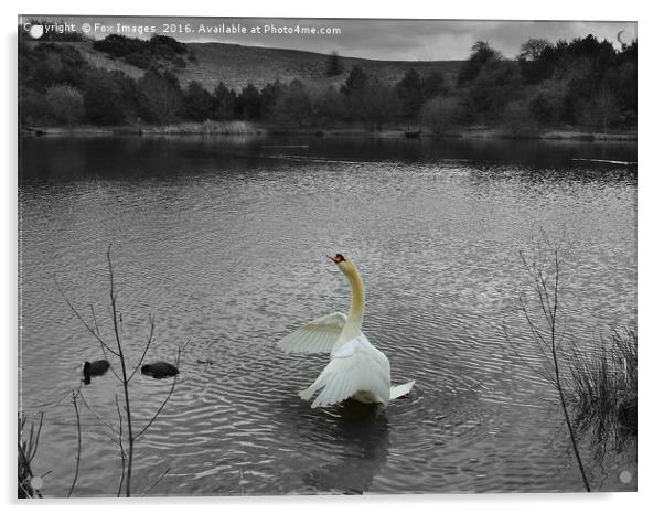A mute swan  Acrylic by Derrick Fox Lomax