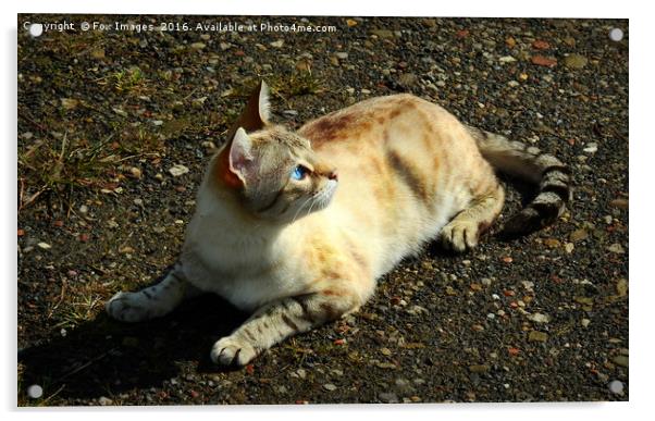 Cat on the prowl Acrylic by Derrick Fox Lomax