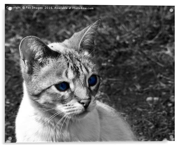 Staring cat Acrylic by Derrick Fox Lomax