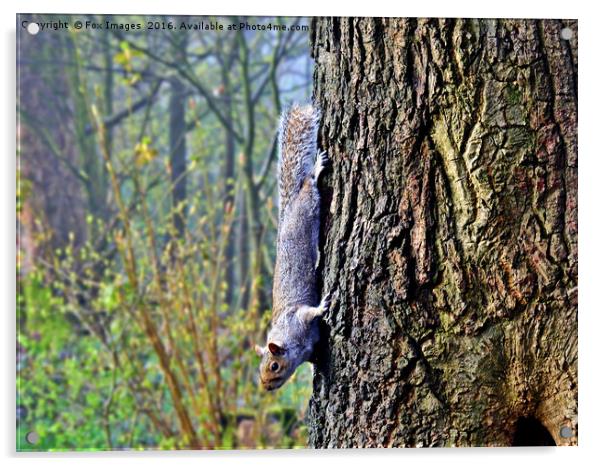 Squirell down a tree Acrylic by Derrick Fox Lomax