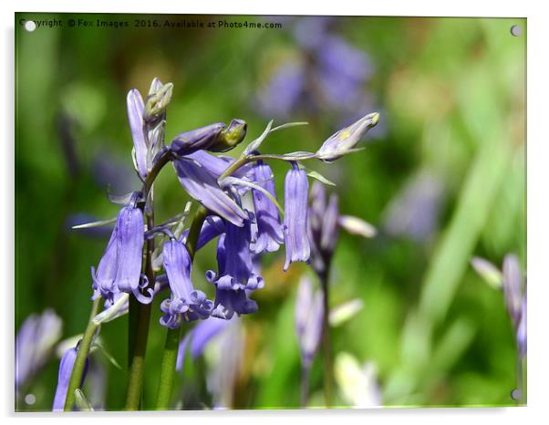 Bluebells in the forest Acrylic by Derrick Fox Lomax