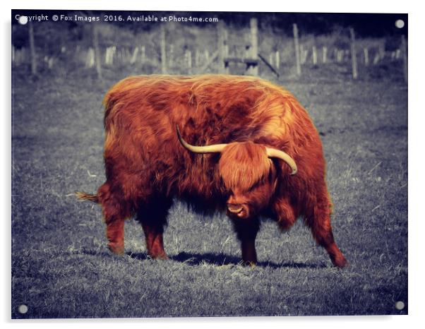 Longhorn highland cattle Acrylic by Derrick Fox Lomax