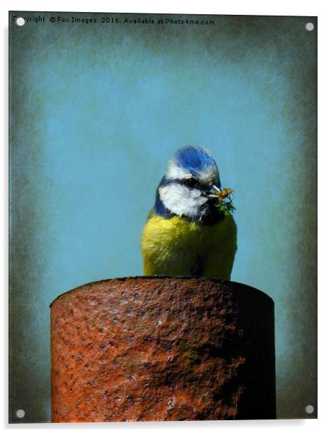 Blue Tit Bird Acrylic by Derrick Fox Lomax