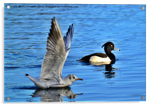 Tufted duck and gull Acrylic by Derrick Fox Lomax