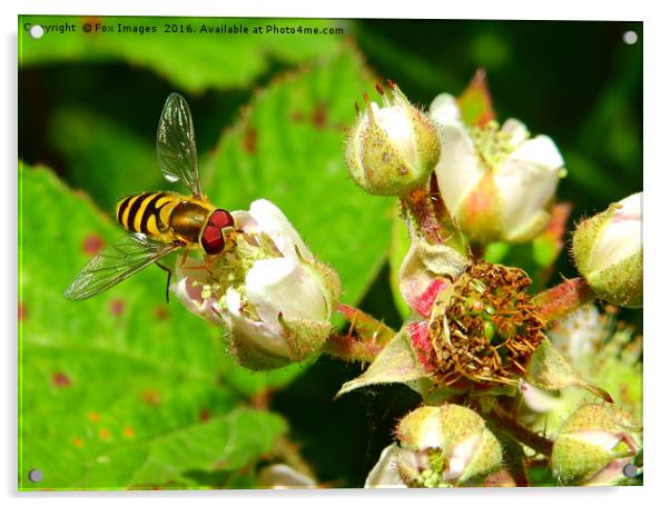 Hover fly in summer Acrylic by Derrick Fox Lomax