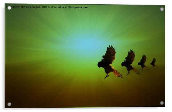 Kestrels in flight Acrylic by Derrick Fox Lomax