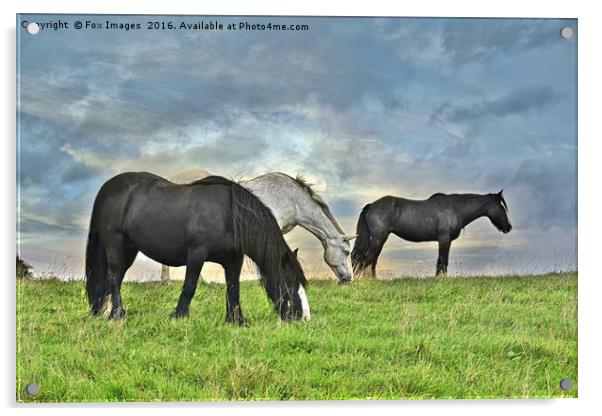 Horses on a hill Acrylic by Derrick Fox Lomax