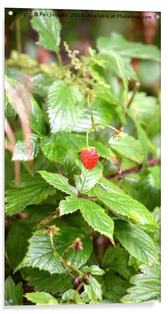 Wild Strawberry Acrylic by Derrick Fox Lomax