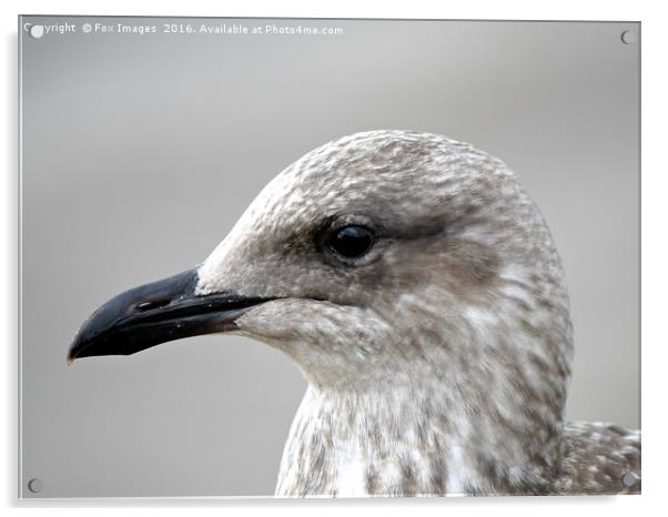 icelantic Gull Acrylic by Derrick Fox Lomax