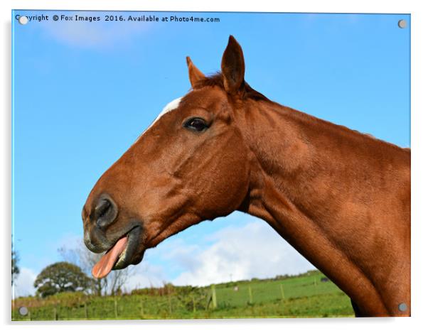 Cheeky Racehorse Acrylic by Derrick Fox Lomax