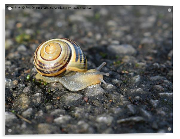 Garden Snail Acrylic by Derrick Fox Lomax