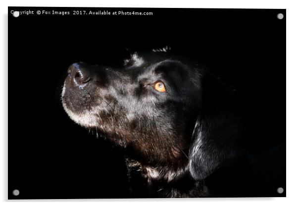 Black Labrador Acrylic by Derrick Fox Lomax