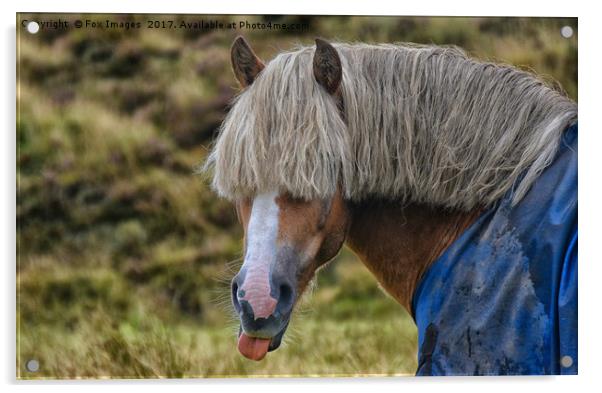 Cheeky Horse Acrylic by Derrick Fox Lomax