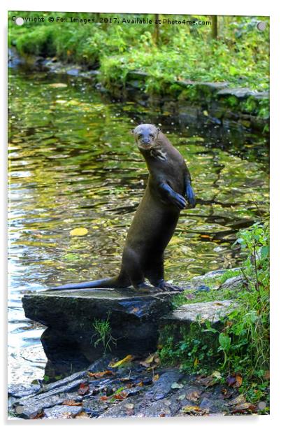 Giant otter Acrylic by Derrick Fox Lomax