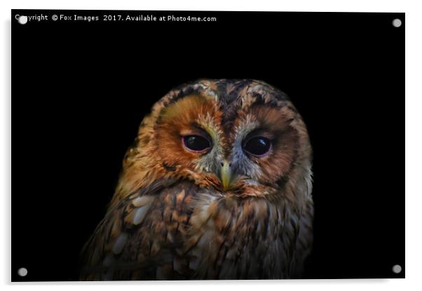 Tawny Owl Acrylic by Derrick Fox Lomax