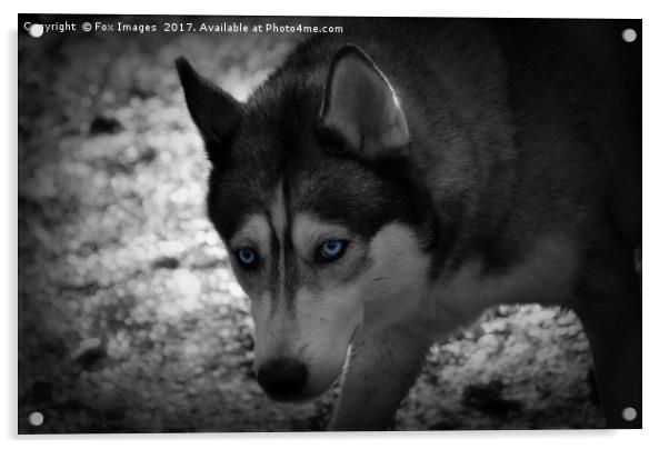 Siberian Husky Acrylic by Derrick Fox Lomax