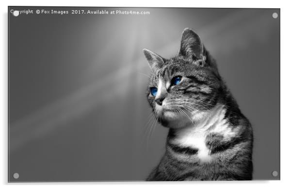Tabby Cat Acrylic by Derrick Fox Lomax