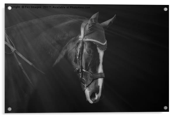 Horse portrait Acrylic by Derrick Fox Lomax