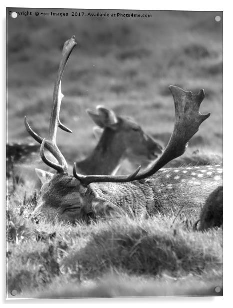 Sleeping stag Acrylic by Derrick Fox Lomax