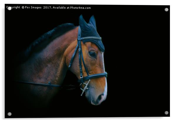 Chesnut Horse Acrylic by Derrick Fox Lomax