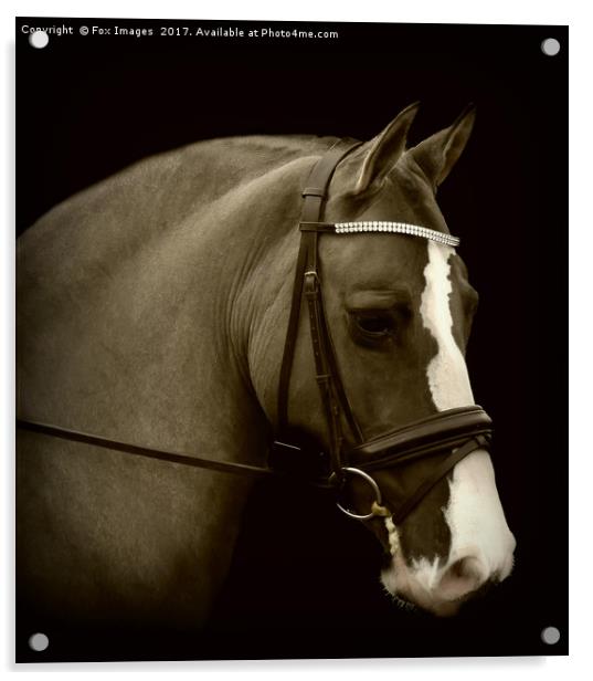 Horse portrait Acrylic by Derrick Fox Lomax