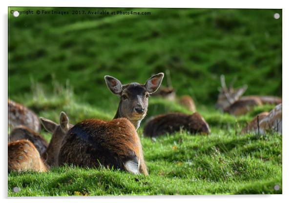 sika Deer Acrylic by Derrick Fox Lomax