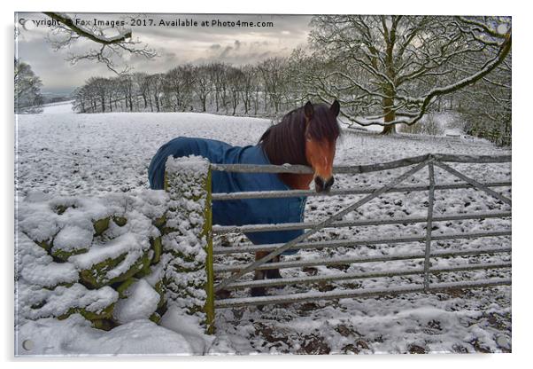 Winter horse Acrylic by Derrick Fox Lomax