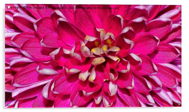 Flower macro Acrylic by Derrick Fox Lomax