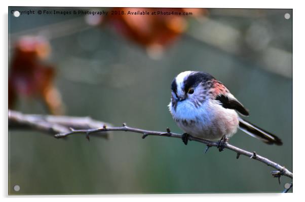 Long Tailed Tit Acrylic by Derrick Fox Lomax