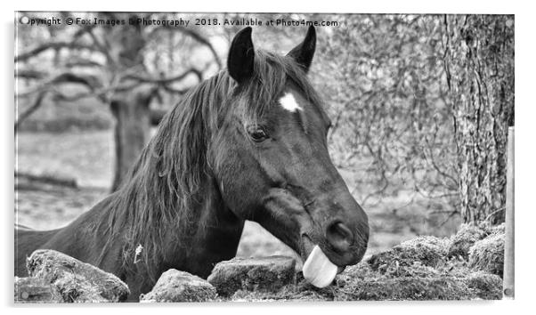 Horse Portrait Acrylic by Derrick Fox Lomax