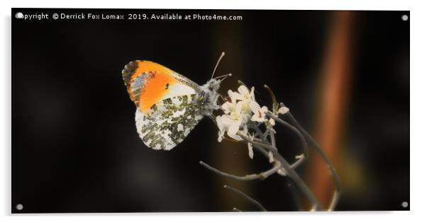 Orange tip butterfly Acrylic by Derrick Fox Lomax