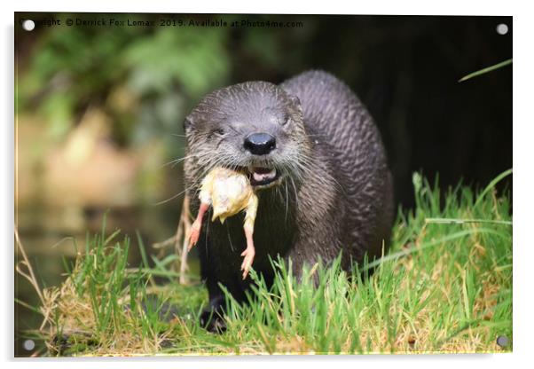 North American River Otter Acrylic by Derrick Fox Lomax