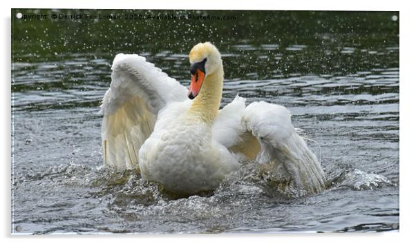 Mute Swan Taking a Bath Acrylic by Derrick Fox Lomax