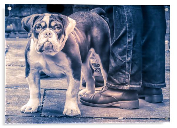 British Bulldog Acrylic by Derrick Fox Lomax