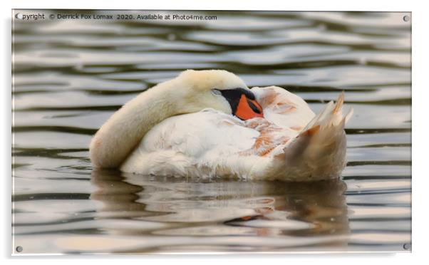 Sleeping Swan Acrylic by Derrick Fox Lomax